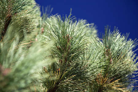 green pine tree branch and blue sky
