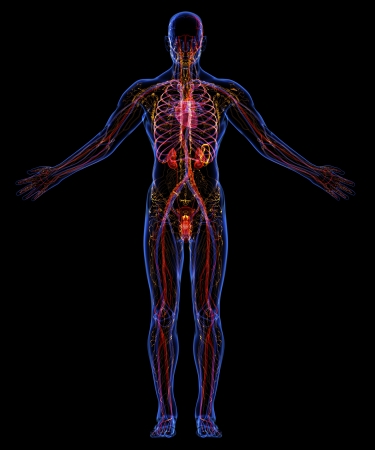 Human urinary, lymphatic and circulatory systemの写真素材