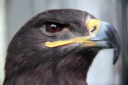 Close up head portrait of a golden eagle. It is the most widely distributed species of eagle.
