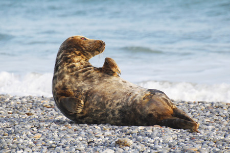 Grey seal (Halichoerus grypus), Helgoland, Schleswig-Holstein, Germany, Europeの写真素材