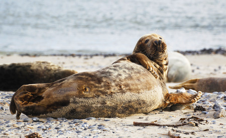 Grey seal (Halichoerus grypus), Helgoland, Schleswig-Holstein, Germany, Europeの写真素材