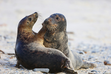Kegelrobbe (Halichoerus grypus), Helgoland, Schleswig-Holstein, Deutschland, Europaの写真素材