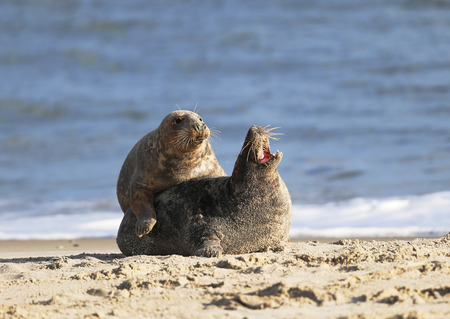 Kegelrobbe (Halichoerus grypus), Helgoland, Schleswig-Holstein, Deutschland, Europaの写真素材