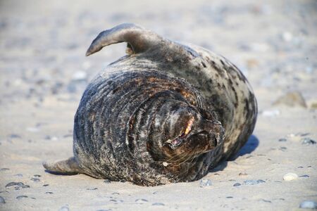Kegelrobbe (Halichoerus grypus), Helgoland, Schleswig-Holstein, Deutschland, Europaの写真素材