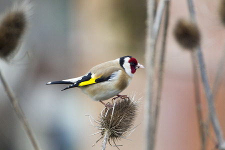 Goldfinch Carduelis carduelis, goldfinch on a thistle