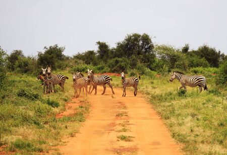 Zebras crossing the street in Tsavo West National Park, Kenya, Africaの写真素材