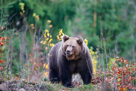 Brown bear (Ursus arctos arctos), outdoor In the National Park Bavarian Forest, Germanyの写真素材