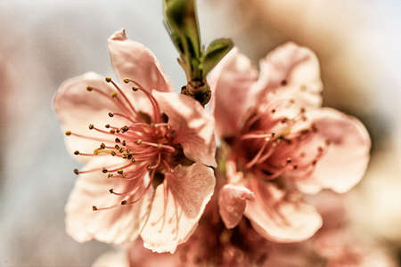 Peach blossoms at a peach treeの写真素材