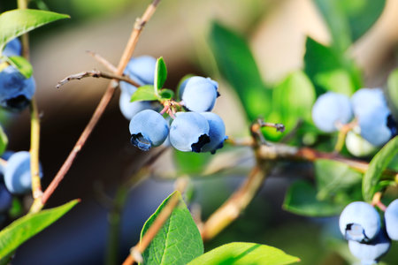Blueberries on a branch in a gardenの写真素材