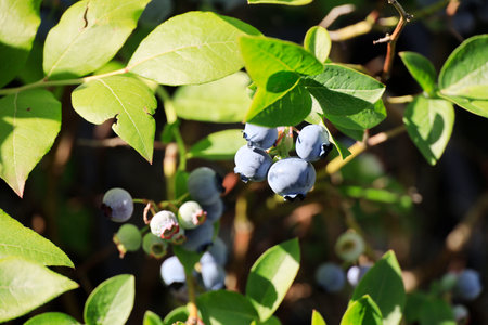 Blueberries on a branch in a gardenの写真素材