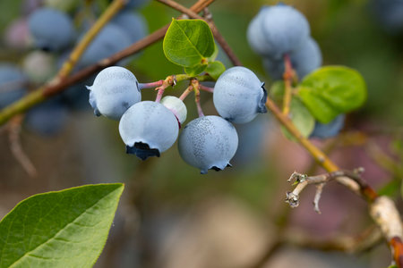 Blueberries on a branch in a gardenの写真素材