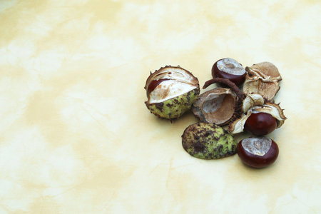 Chestnuts on a table in autumnの写真素材