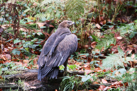 A Lesser Spotted Eagle in the National Park Bavarian Forestの写真素材