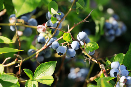 Blueberries on a branch in a gardenの写真素材