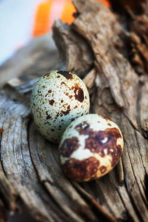 Quail Eggs on Woodの写真素材