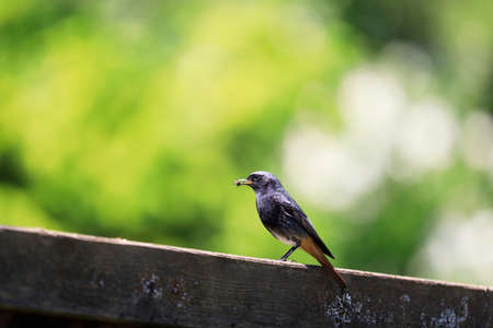 A Black Redstart with a fly sitting on a fence