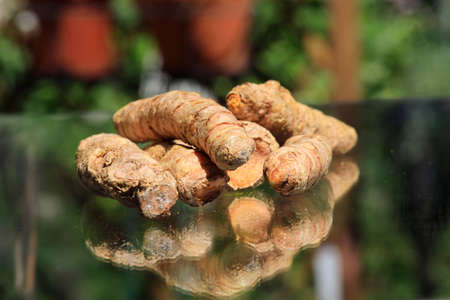 Turmeric powder (turmeric) in a wooden spoon and roots
