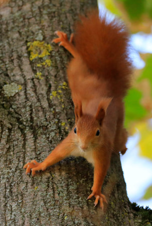 A red squirrel on a treeの写真素材