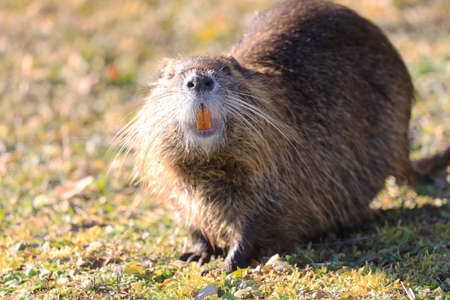 Nutria (myocastor coypus) in a Park, Heilbronn, Germanyの写真素材