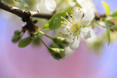 Beautiful Pink Peach Blossoms in a Gardenの写真素材