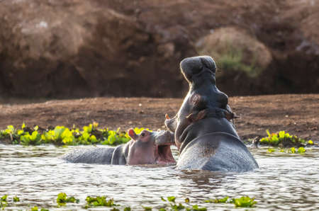 Hippo in Tsavo-West National Park, Kenya, Africa