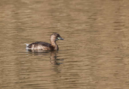 A Little Grebe in a Park, Ziegeleipark, Heilbronn, Germanyの写真素材