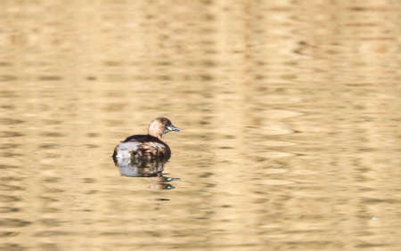 A Little Grebe in a Park, Ziegeleipark, Heilbronn, Germany