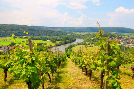 The Neckar Valley, View from the Michelsberg, Gundelsheim, Baden-WÃ¼rttemberg, Germany, Europe.の写真素材