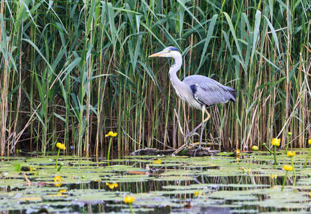 Gray Heron (Ardea cinerea) is hunting, gray heron.の写真素材