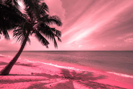 Beautiful tropical beach with coconut palm tree and pink sunset sky.の写真素材