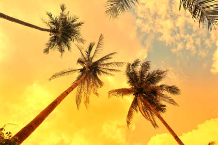 Palms against blue cloudy ska