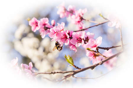Beautiful Pink Peach Blossoms in a Garden