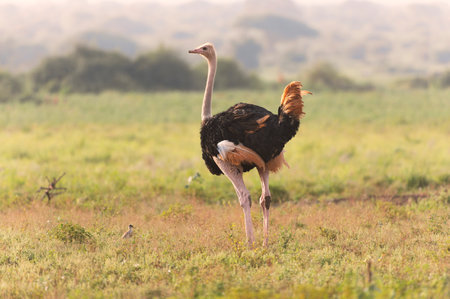 Ostrich in Tsavo East National Park, Kenya, Africaの写真素材