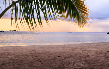 Palm leaves on the beach at sunset. Beautiful tropical background.の写真素材