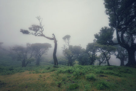 The Laurisilva Forest Fanal, Madeira, Portugal, Europeの写真素材
