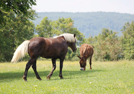 A horse and a donkey on a meadow.の写真素材