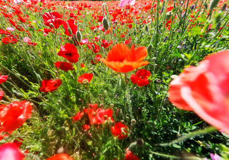 A meadow with poppy flowers.