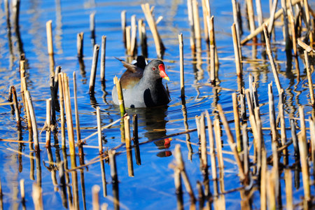 A Moorhen in a Park, Ziegeleipark, Heilbronn, Germany, Europeの写真素材