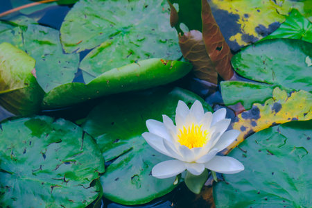 A water lilyの写真素材