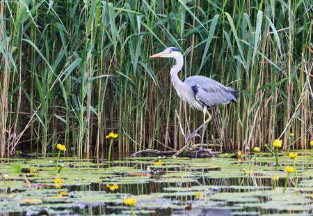 Gray Heron (Ardea cinerea) is hunting, gray heron.の写真素材