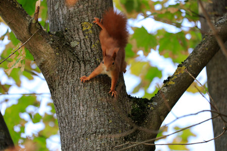 A red squirrel on a treeの写真素材