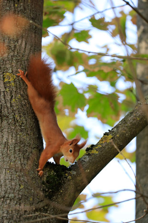 A red squirrel on a treeの写真素材
