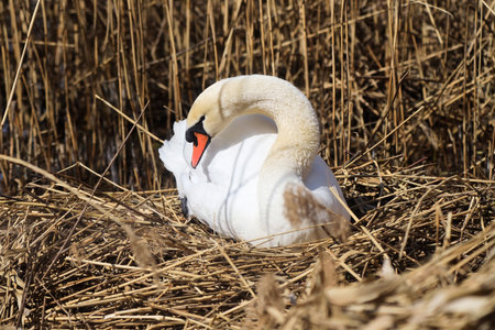A Mute Swan (cygnus olor) in the Ziegeleipark, Germany, Europeの写真素材