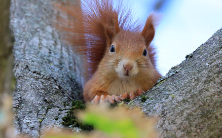 A red squirrel on a treeの写真素材