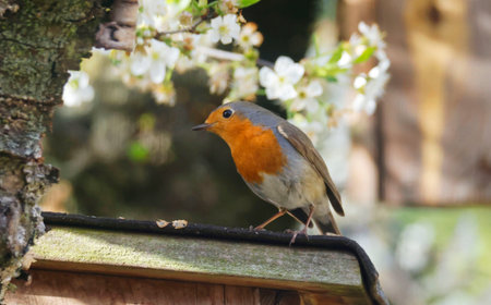 European Robin (Erithacus rubecula) sitting on a Treeの写真素材