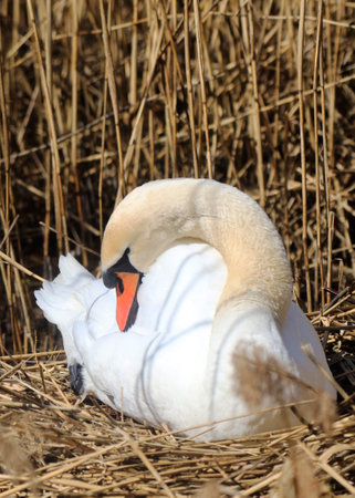 A Mute Swan (cygnus olor) in the Ziegeleipark, Heilbronn, Germany, Europeの写真素材