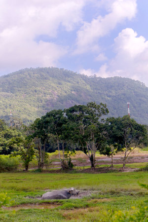 Beautiful Landscape, Ko Samui, Thailand, Asiaの写真素材