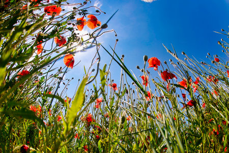 A Poppy Field in Summertime.の写真素材