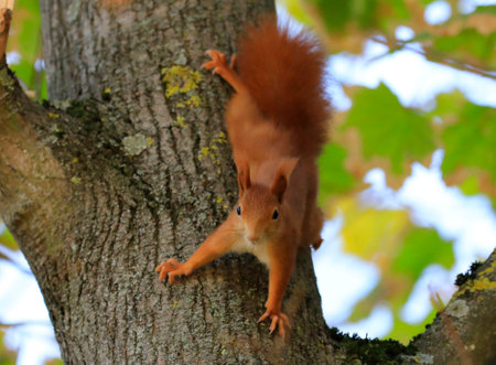 A red squirrel on a treeの写真素材