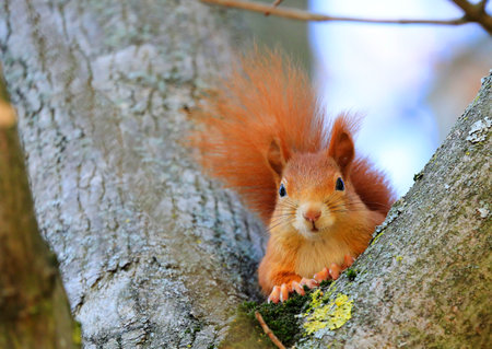 A red squirrel on a treeの写真素材